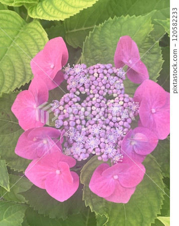 hydrangea pink hydrangea pink hydrangea hydrangea hydrangea pink hydrangea pink hydrangea hydrangea 120582233