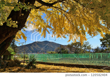 埼玉縣南町國頭 閃耀著金色光芒的銀杏公主 120582404