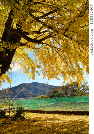 埼玉縣南町國頭 閃耀著金色光芒的銀杏公主 120582407