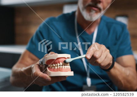 Demonstrating Proper Technique for Brushing Teeth Model 120582539