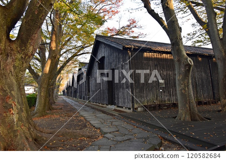 Sankyo Souko in the early morning and rows of Zelkova trees in autumn 120582684