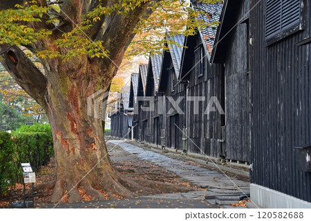 Sankyo Souko in the early morning and rows of Zelkova trees in autumn 120582688