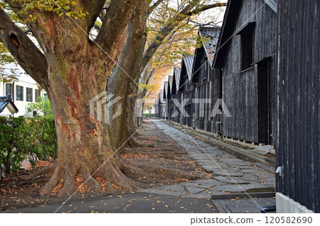 Sankyo Souko in the early morning and rows of Zelkova trees in autumn 120582690
