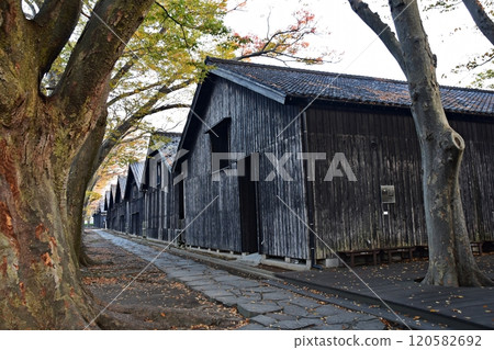 清晨的三共草罡和秋葉的櫸樹 清晨的三共草罡和秋葉的櫸樹 120582692