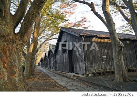 Sankyo Souko in the early morning and rows of Zelkova trees in autumn Sankyo Souko in the early morning and rows of Zelkova trees in autumn 120582702