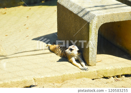 Meerkat Yokohama Zoo Zoorasia 120583255