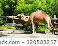 單峰駱駝 橫濱動物園 Zoorasia 120583257