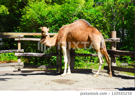 Dromedary, Yokohama Zoo Zoorasia 120583258