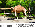 單峰駱駝 橫濱動物園 Zoorasia 120583260
