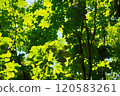 新鮮的綠色陽光 120583261