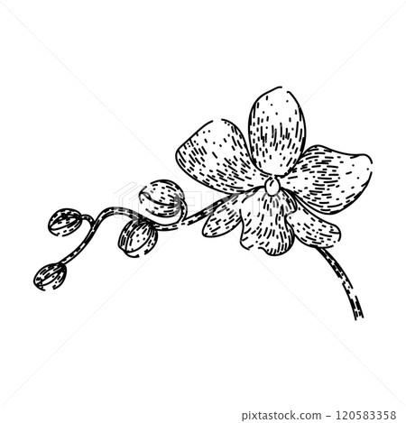 cymbidium orchid sketch hand drawn vector cymbidium orchid sketch hand drawn vector 120583358