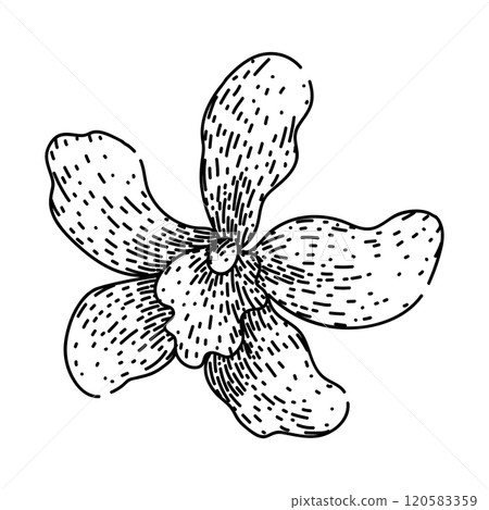 phalaenopsis orchid sketch hand drawn vector 120583359