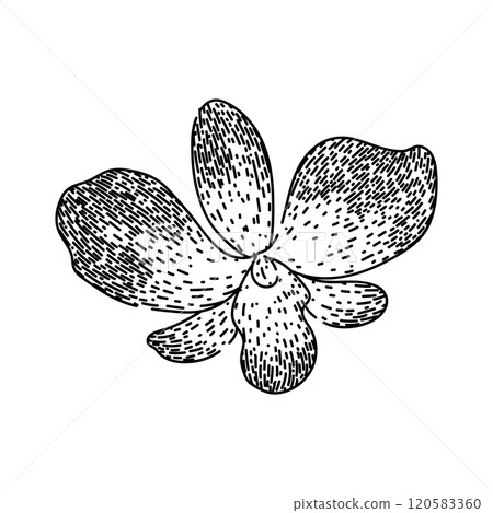 vanda orchid sketch hand drawn vector 120583360