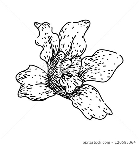 dendrobium orchid sketch hand drawn vector 120583364