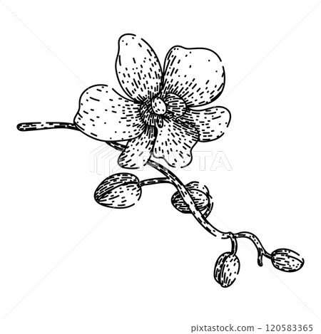 cattleya orchid sketch hand drawn vector cattleya orchid sketch hand drawn vector 120583365