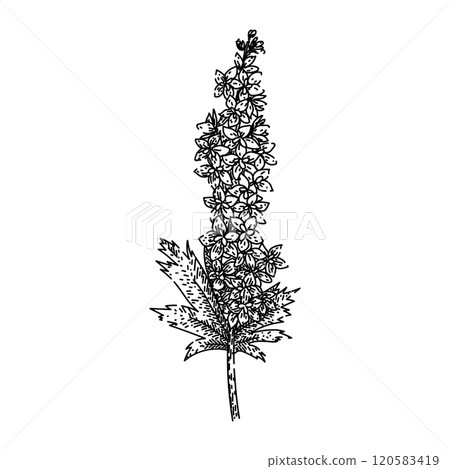 blue delphinium sketch hand drawn vector blue delphinium sketch hand drawn vector 120583419