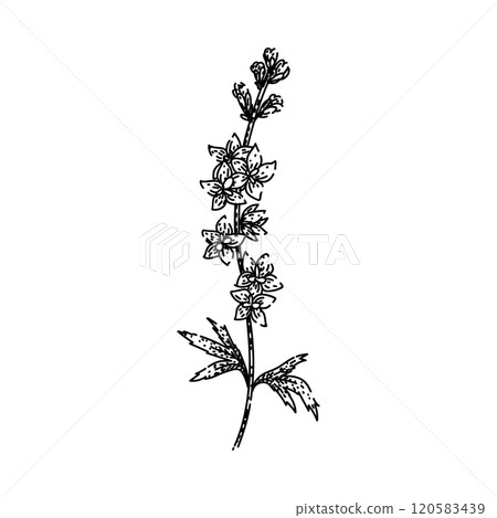 blooms delphinium sketch hand drawn vector 120583439