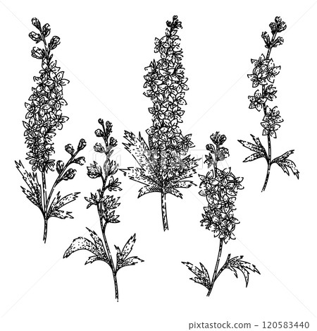 delphinium set sketch hand drawn vector 120583440