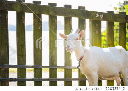 Goat on a light background Goat on a light background 120583442