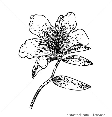 bloom azalea sketch hand drawn vector bloom azalea sketch hand drawn vector 120583490