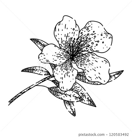 flower azalea sketch hand drawn vector flower azalea sketch hand drawn vector 120583492