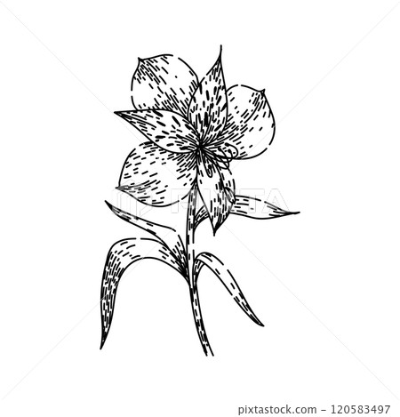 petals astroemeria sketch hand drawn vector petals astroemeria sketch hand drawn vector 120583497