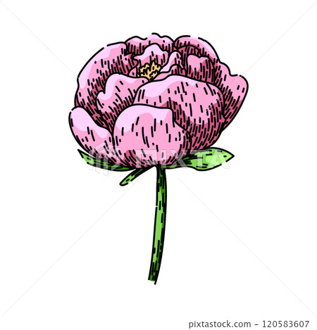 garden peony sketch hand drawn vector 120583607