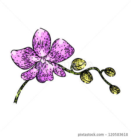 cymbidium orchid sketch hand drawn vector cymbidium orchid sketch hand drawn vector 120583618