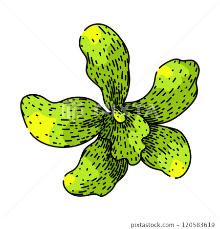 phalaenopsis orchid sketch hand drawn vector 120583619