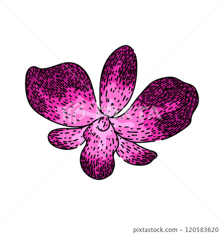 vanda orchid sketch hand drawn vector 120583620