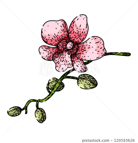 cattleya orchid sketch hand drawn vector 120583626