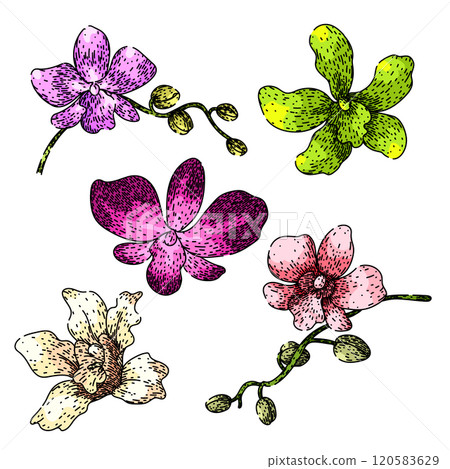 orchid set sketch hand drawn vector orchid set sketch hand drawn vector 120583629