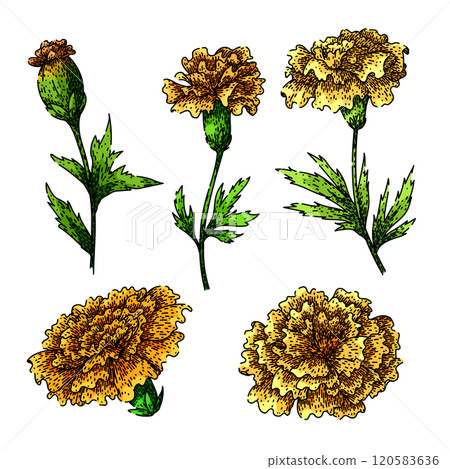 marigold set sketch hand drawn vector marigold set sketch hand drawn vector 120583636