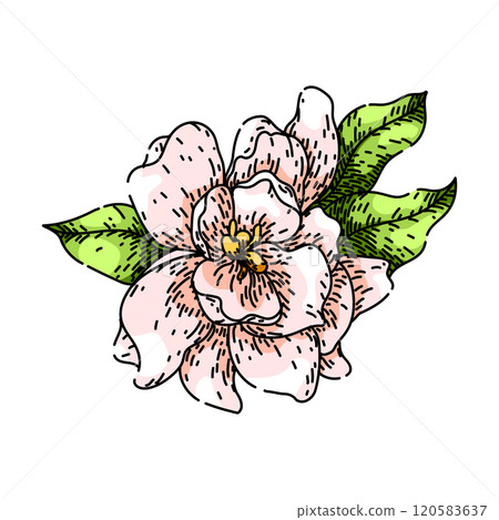 petals gardenia sketch hand drawn vector 120583637