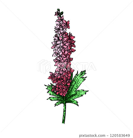 blue delphinium sketch hand drawn vector 120583649