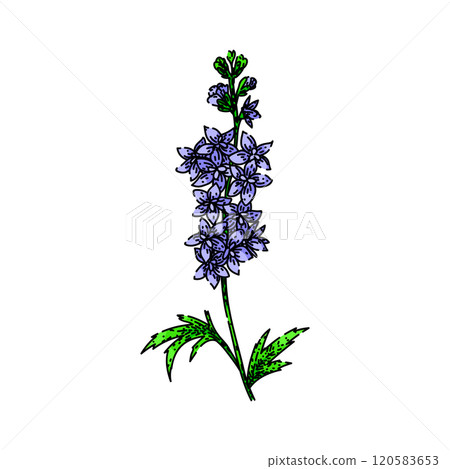 gardening delphinium sketch hand drawn vector 120583653