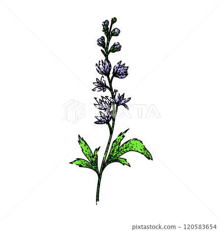 flowers delphinium sketch hand drawn vector 120583654