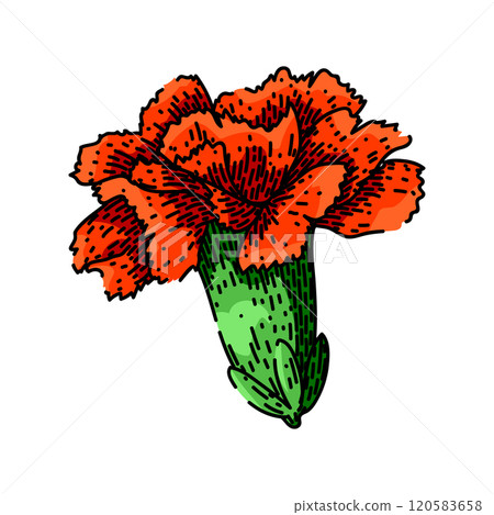 pink carnation sketch hand drawn vector pink carnation sketch hand drawn vector 120583658