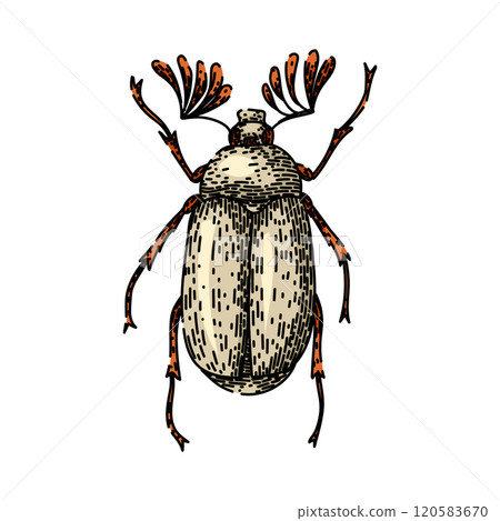 carapace beetle sketch hand drawn vector carapace beetle sketch hand drawn vector 120583670
