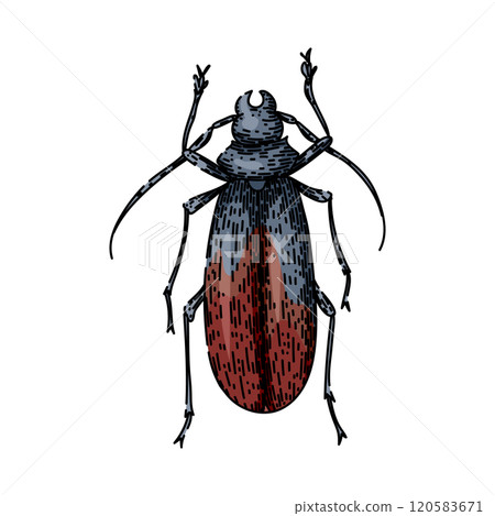 scarab beetle sketch hand drawn vector 120583671