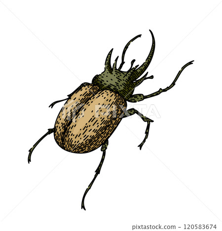 antennae beetle sketch hand drawn vector 120583674