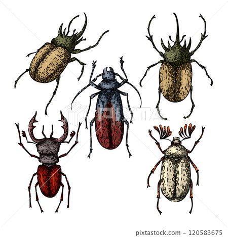 beetle set sketch hand drawn vector beetle set sketch hand drawn vector 120583675