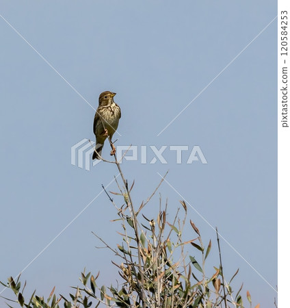 Corn Bunting (Emberiza calandra) in nature reserve Guadalhorce near Malaga in Andalusia, Spain. 120584253