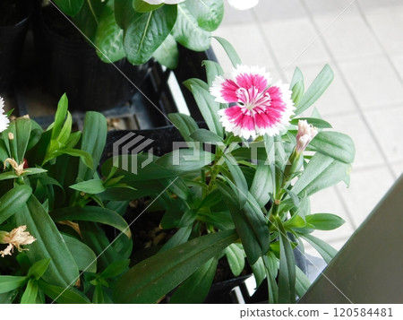 Nagisa no Hana 120584481