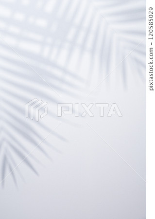 White background with shadow of palm leafs White background with shadow of palm leafs 120585029