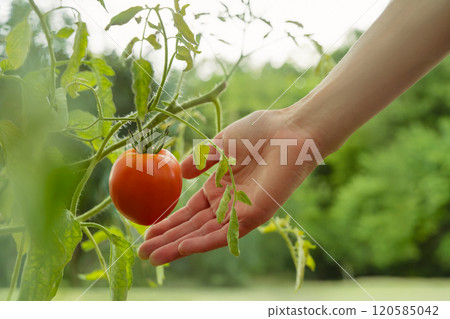 Woman's hand reaching for a ripe tomato growing on a plant 120585042