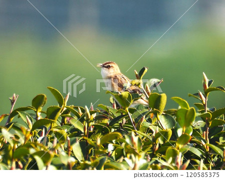 A warbler that lives on the banks of the Arakawa River A warbler that lives on the banks of the Arakawa River 120585375