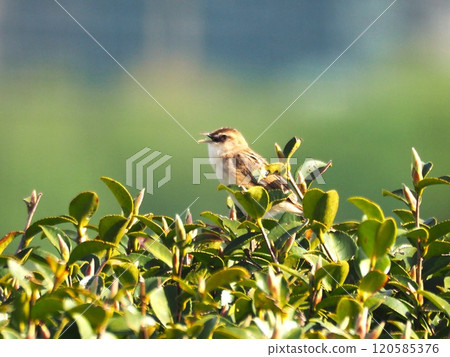 A warbler that lives on the banks of the Arakawa River 120585376