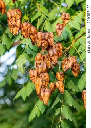 Seed pods and leaves of Golden Rain Tree, Koelreuteria paniculata 120585415