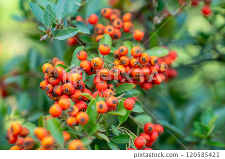 Fire thorn with red Pyracantha fruits in autumn 120585421